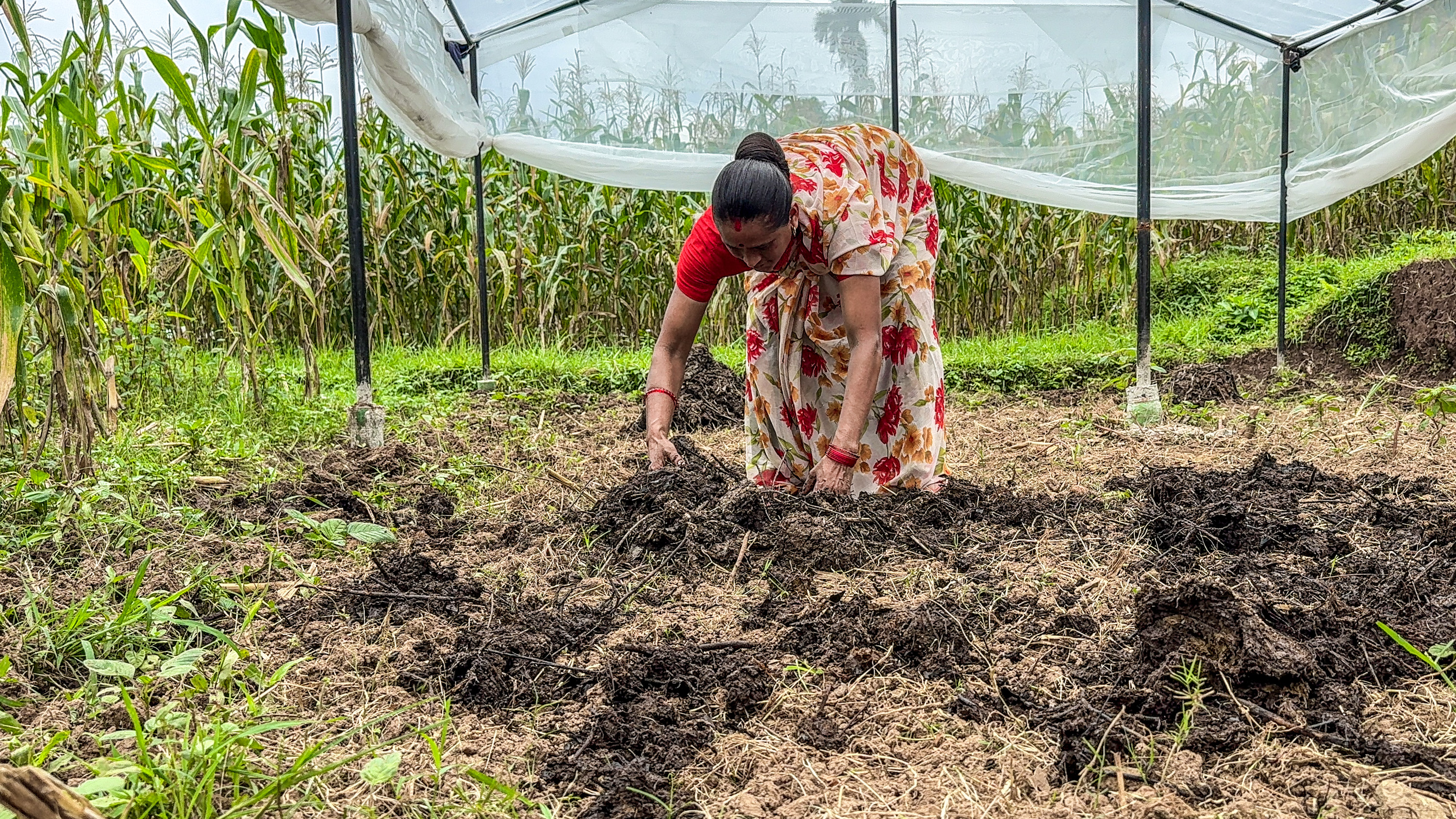 Plastic tunnel houses supported  to improve food security and climate-resilient livelihoods.